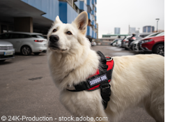 Working service dog